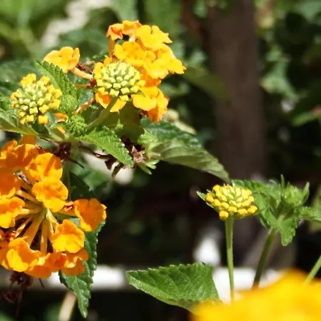 Seva's House, Nature & Relax, Near Lindos *